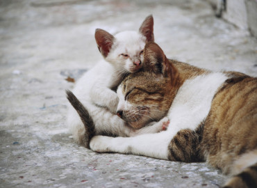 Приют для животных «Преданное сердце» в Санкт-Петербурге принял на попечение бездомных кошек из Херсонской области
